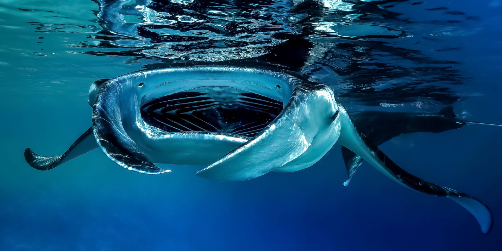 Vacanze diving in Mozambico fra mante e squali balena