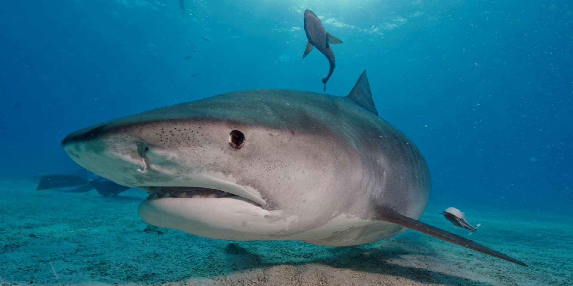 Crociera sub alle Maldive Tiger Shark (atolli sud)