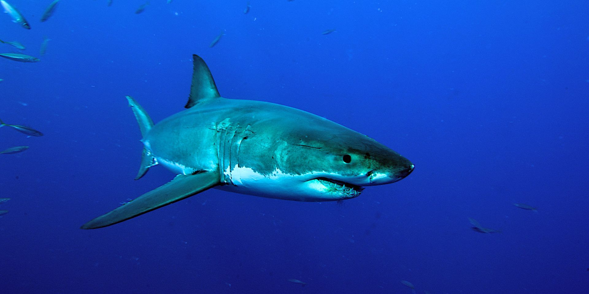 Immersioni con gli squali in Sudafrica – Sharkaholic Expedition