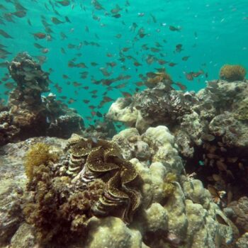 Reef Kenya