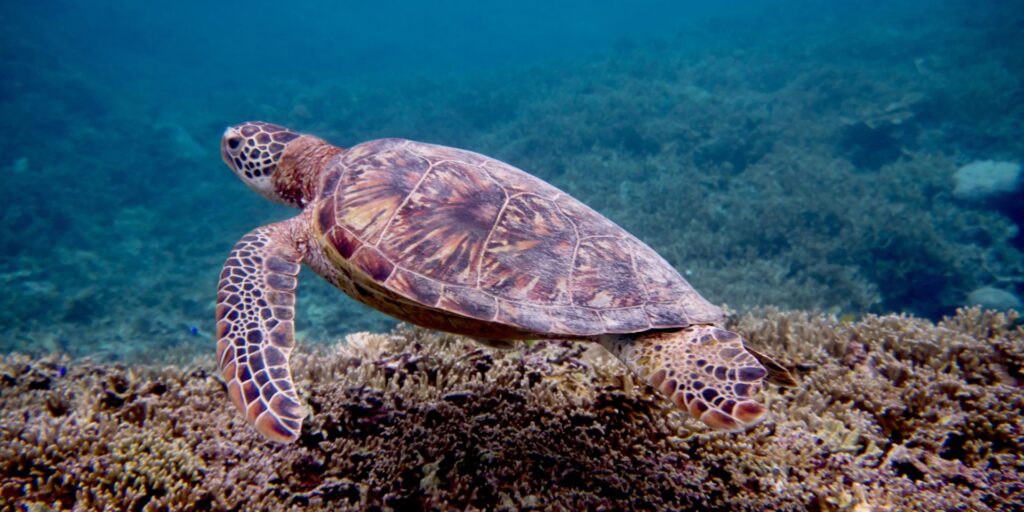Okinawa, tartaruga marina