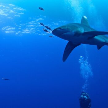 Carcharhinus longimanus, Mar Rosso