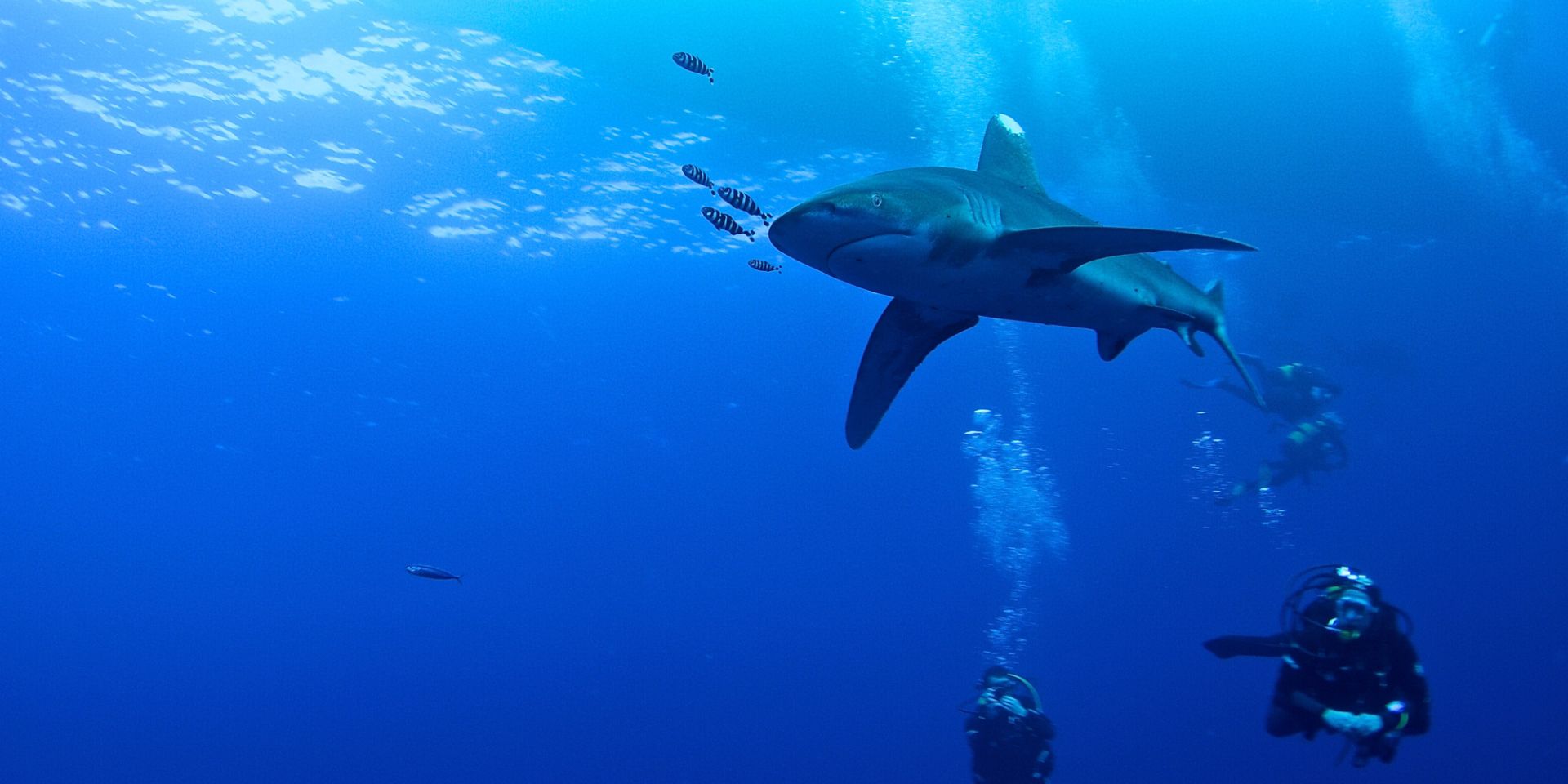 [Dal 21 al 28 novembre] Spedizione diving nel Mar Rosso: progetto di ricerca sulla popolazione di squali Longimanus