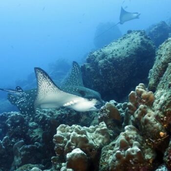 Diving Wolf Island, Galapagos