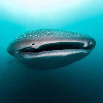 Squalo balena, Galapagos