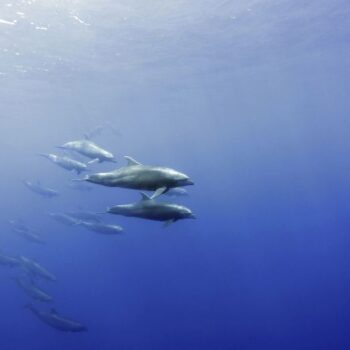 Delfini Wolf Island, Galapagos