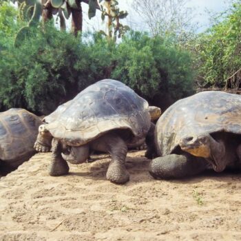 Tartarughe giganti, Galapagos